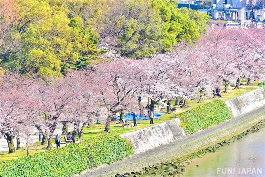 廣島優雅嘅櫻花景觀