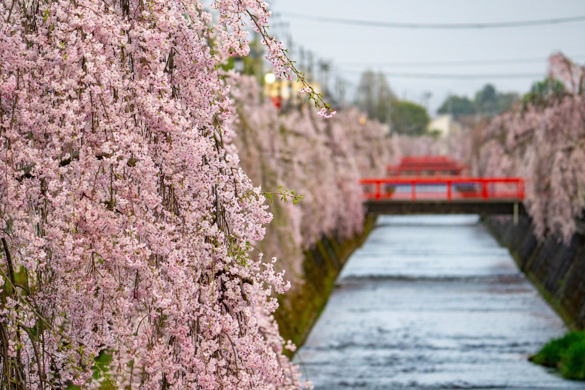 Weeping cherry blossoms along the Kuratsu River