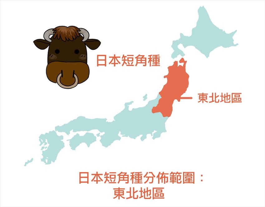 日本短角和種（Japanese Shorthorn Cattle）