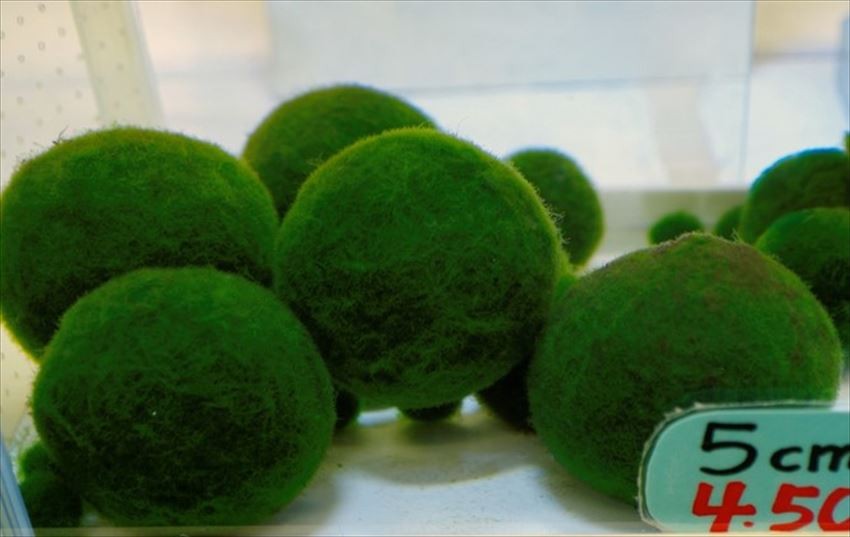 Algae Balls
