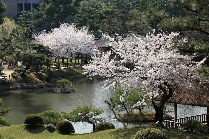 Admire Cherry and Peach Blossoms at Shukkeien Garden in Spring