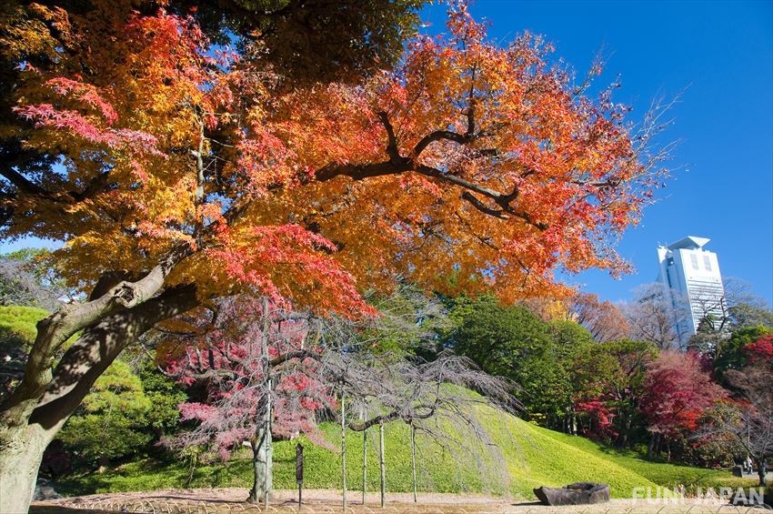 Koishikawa Korakuen in Autumn