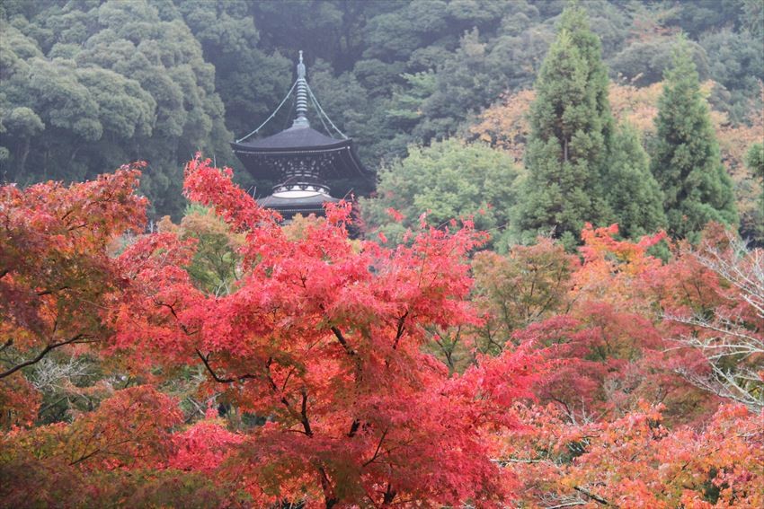 京都最美麗的秋夜景色之一：禪林寺(永觀堂)