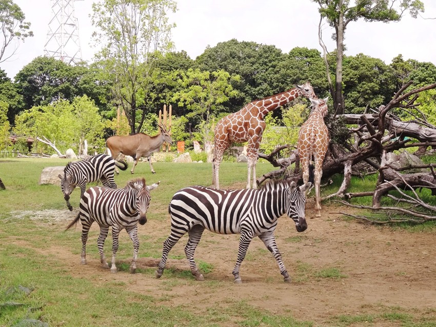 Vườn bách thú Yokohama Zoorasia có quy mô lớn nhất Nhật Bản 