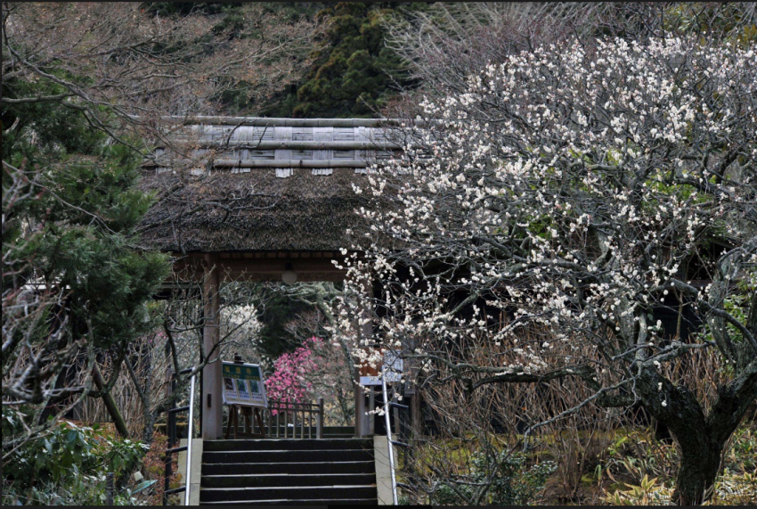 Hướng dẫn tham quan chùa Tokeiji tại Kamakura! 