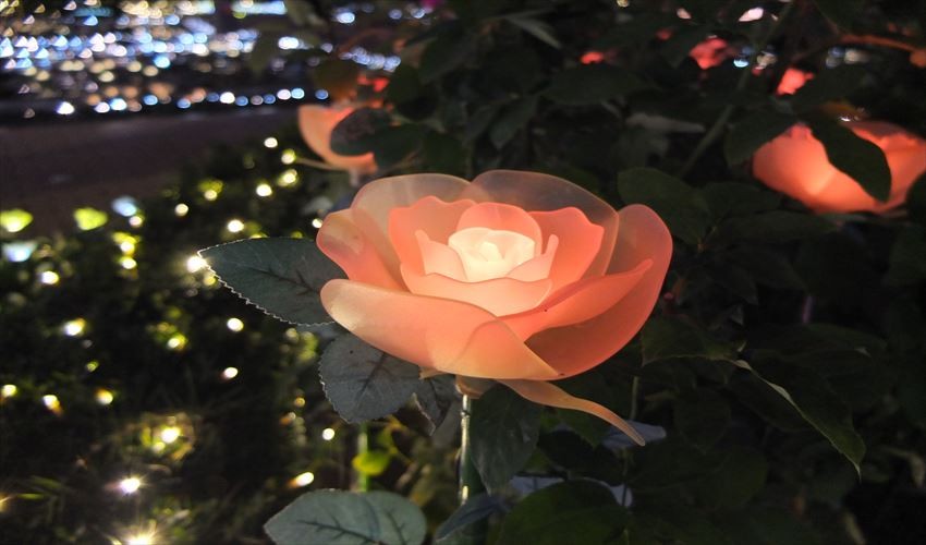 日本三大燈飾 足利花卉公園光之花庭園