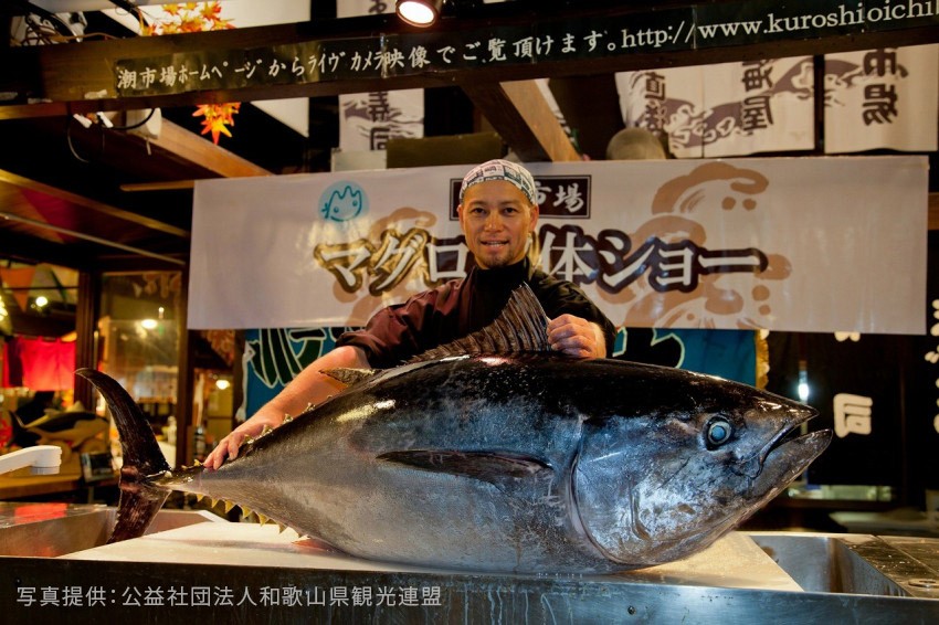 和歌山縣：在和歌山體驗醃製梅乾、新鮮鮪魚等日本美味（帆船）