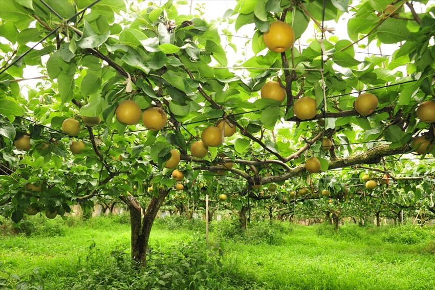Where to go Fruit Picking in Chiba