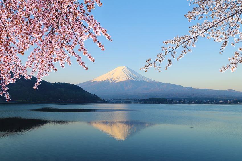 5 spots which have late blooming cherry blossoms in Niigata, Nagano and Yamanashi. Only known by a few people!