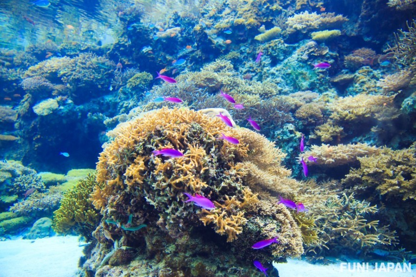 與巨大鯨鯊相遇 沖繩美麗海水族館 特色徹底解析