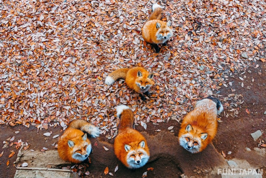 「宮城藏王狐狸村」等親親大自然同小動物嘅景點