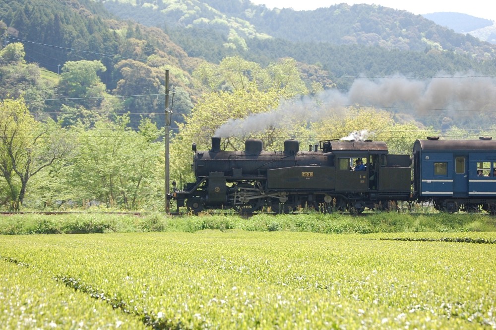 Oigawa Railway Steam Locomotive