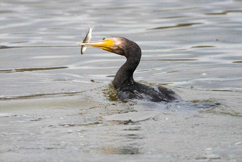 การจับปลาด้วยนกกาน้ำ (Cormorant Fishing : Ukai)