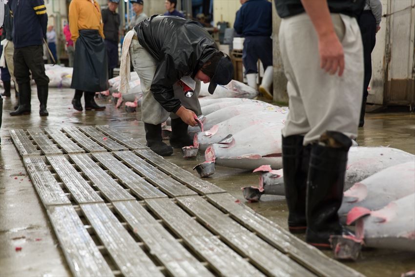Tsukiji fish market tuna auction