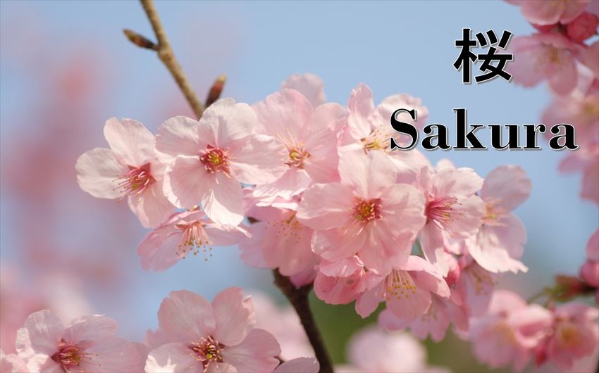 FUN! JAPAN WORDS - 桜/ Sakura（櫻花）