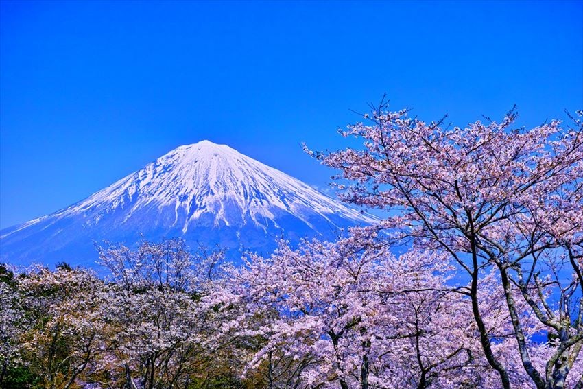 富士山櫻花園