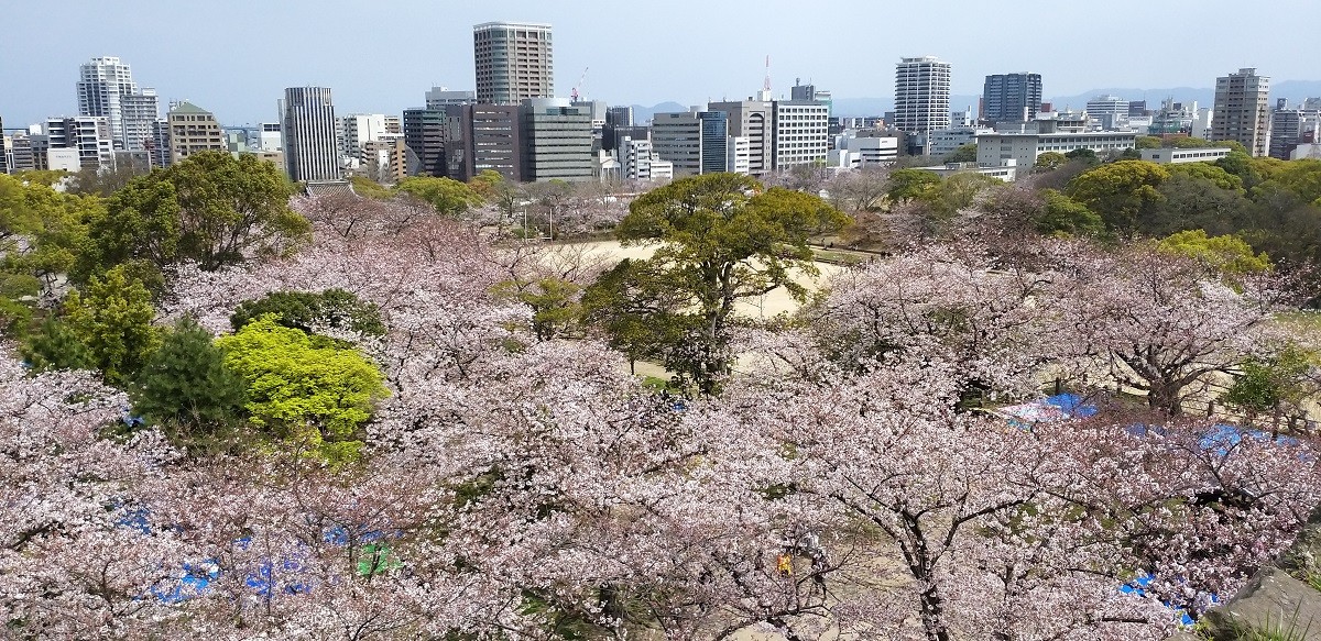 福岡最佳賞櫻季節與開花預測