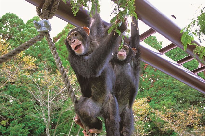 在這裡可以遇見小龐喔～！猩猩的學習森林