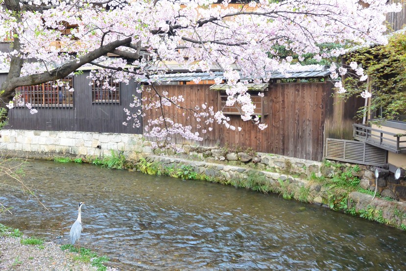 Gion Shirakawa và cầu Tatsumi