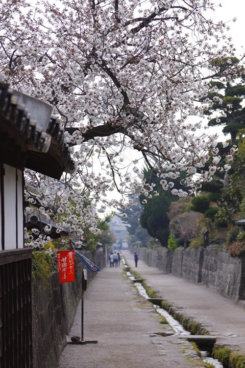 長崎的櫻花祭