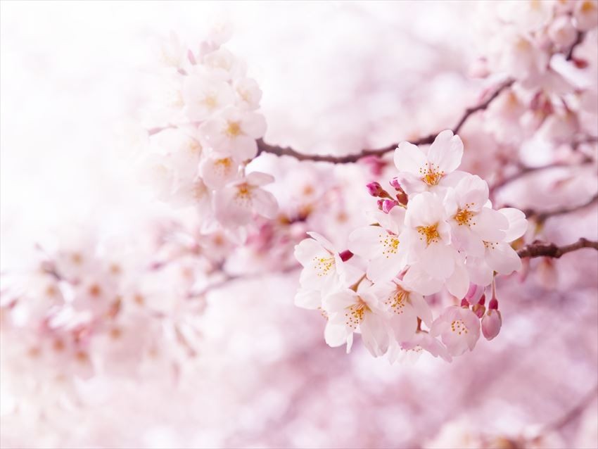 欣賞代代木公園的美麗櫻花