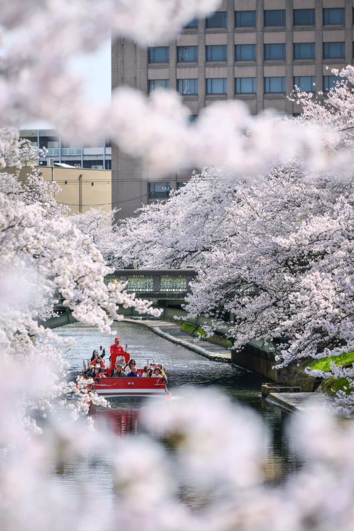 Hoa anh đào bên sông Matsukawa, thành phố Toyama