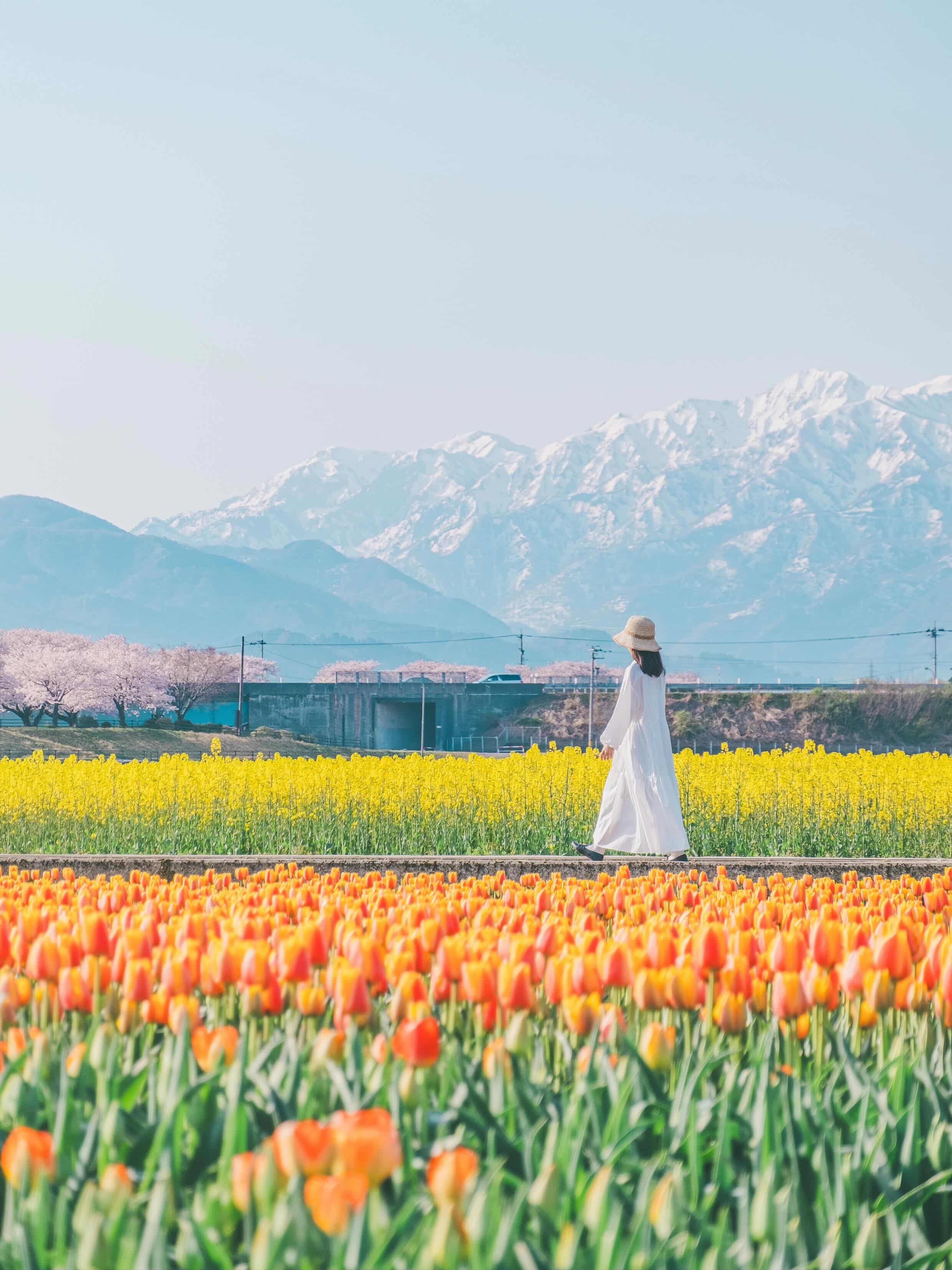 Toyama Bờ sông Funakawa Bản hòa tấu mùa xuân Thị trấn Asahi Hoa anh đào