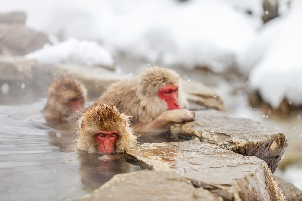 Stay at a recommended hotel at Yamanouchi and enjoy Jigokudani Monkey Park and the Onsen!