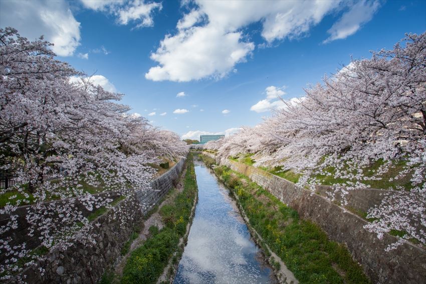 Top 3 Nagoya Cherry Blossom Viewing Spots
