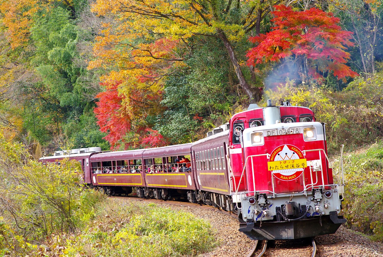日本關東渡良瀨溪谷鐵道 紅葉秘境森林小火車