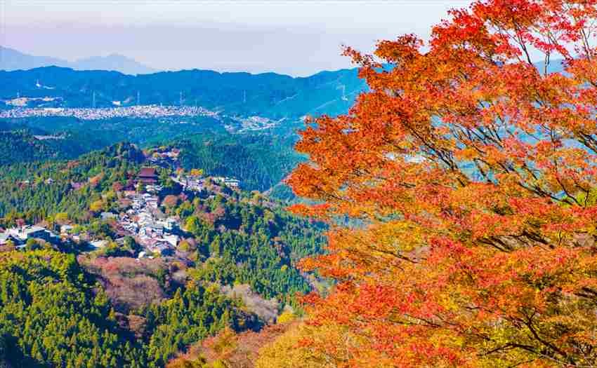 吉野山の中千本の桜（奈良県）