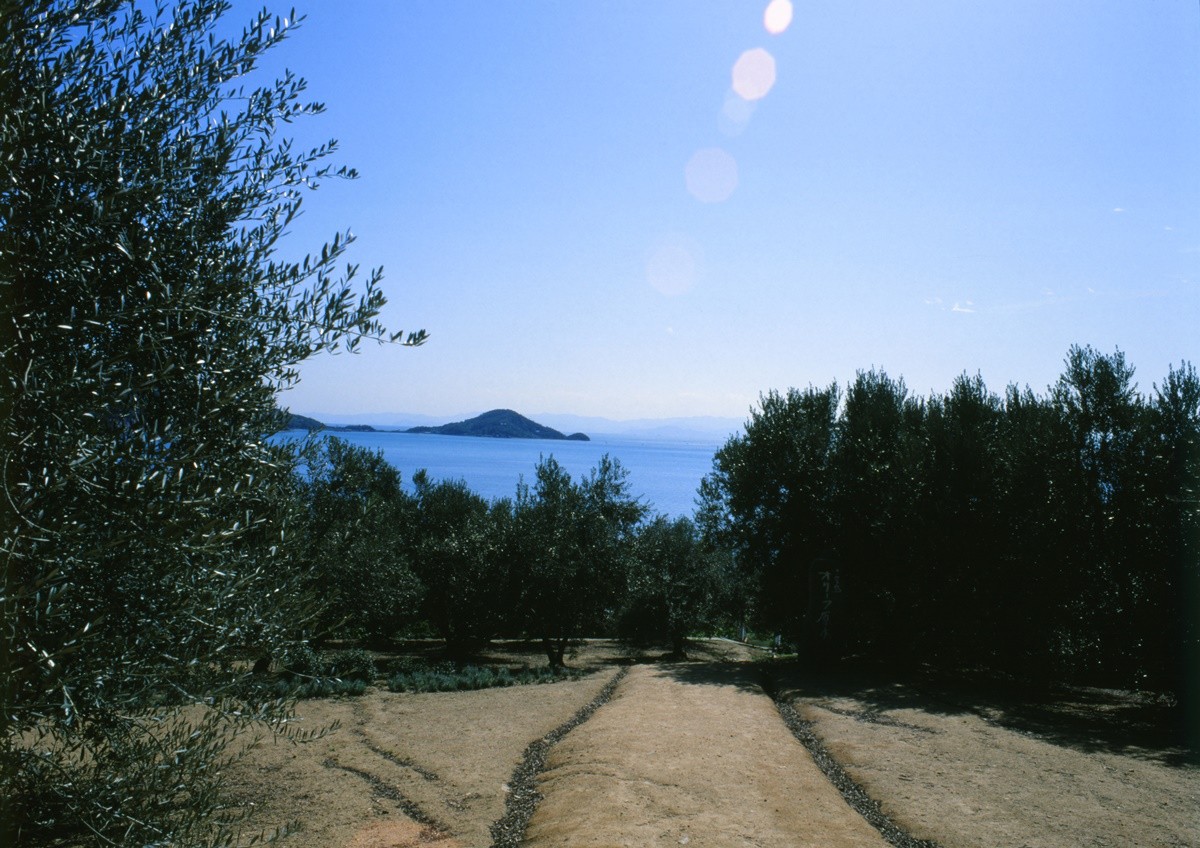 小豆島橄欖栽培的歷史