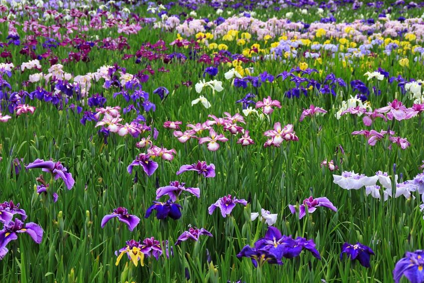 和諧的群花繽紛點綴奈良「柳生花菖蒲園」