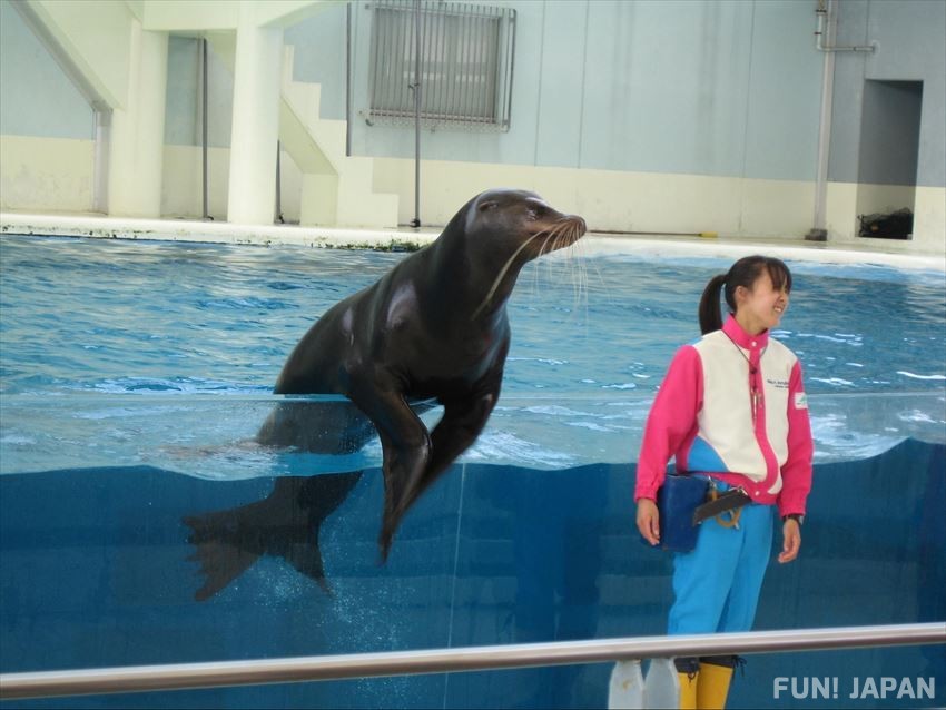 Other Aquarium near Tokyo: Yokohama Hakkeijima Sea Paradise