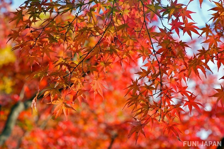 Tokyo in autumn