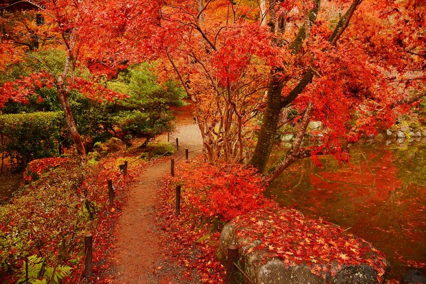 Lá đỏ mùa thu ở Kyoto