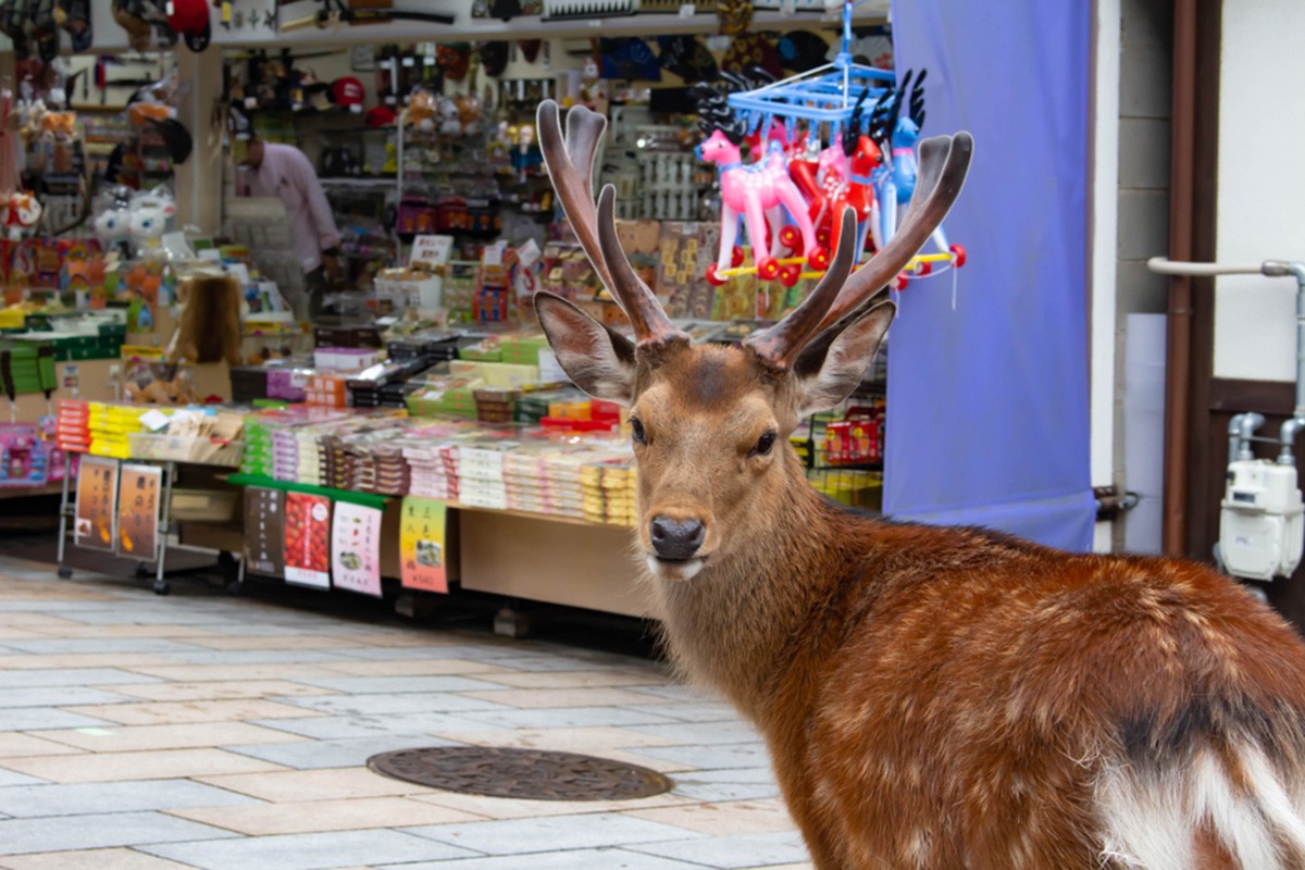 Buy Nara Souvenirs! Recommended Shopping Districts and Shopping Areas in Nara