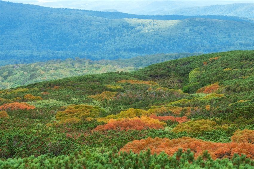 北海道大雪山國家公園銀泉台：日本最早賞紅葉景點