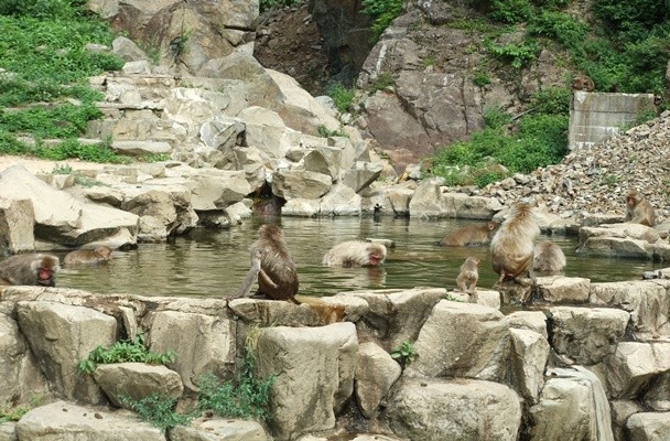See the Monkeys Enjoying the Hot Springs At the Yamanouchi Snow Monkey Park!