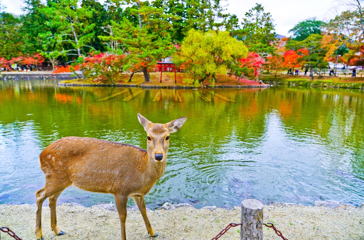 奈良地區：奈良公園餵鹿及參觀東大寺等歷史名勝  