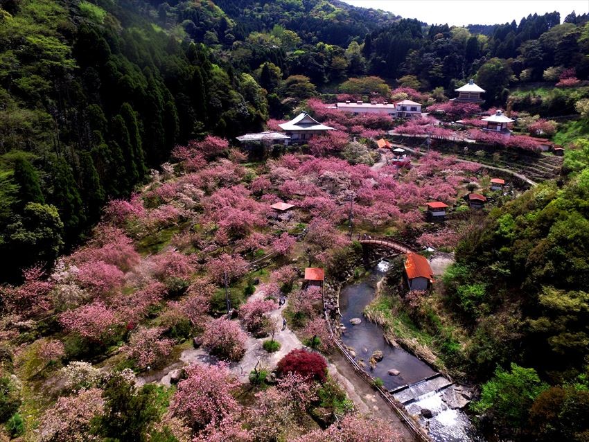日本九州 4月下旬也能享受賞櫻樂趣 九州晚開櫻花景點