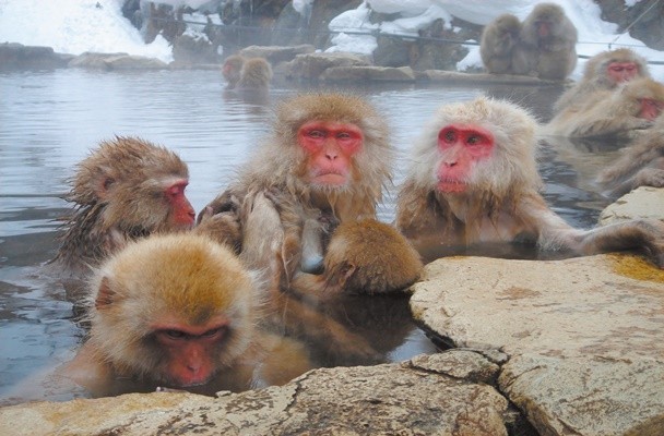 지옥다니 원숭이 공원