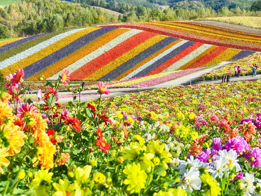 Hokkaido Honeymoons are Trending! Check Out these Recommended Plans!