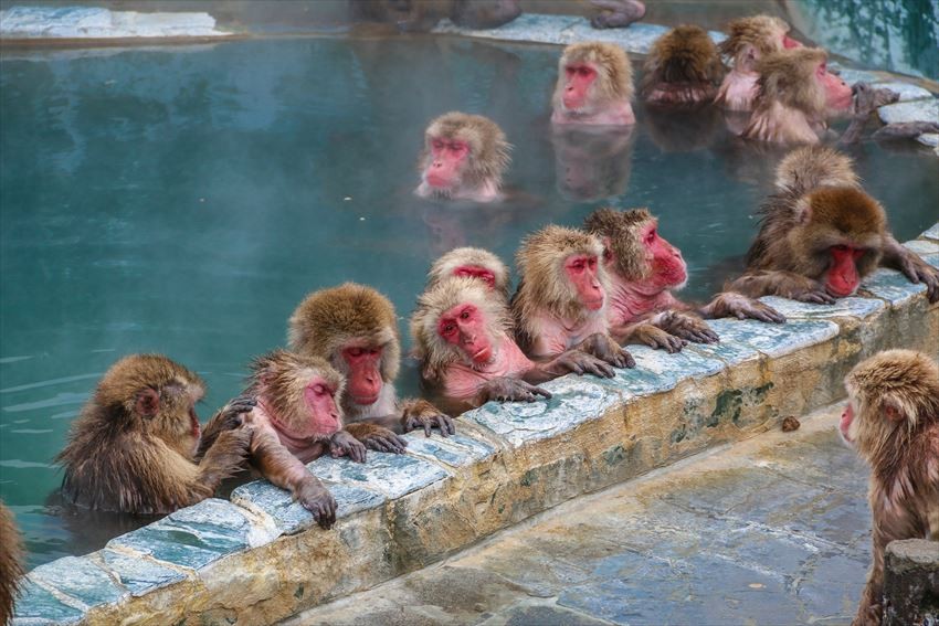 猴群們在寒冬中泡湯