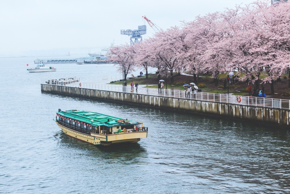 於橫濱餐廳品嚐櫻花季獨有嘅料理