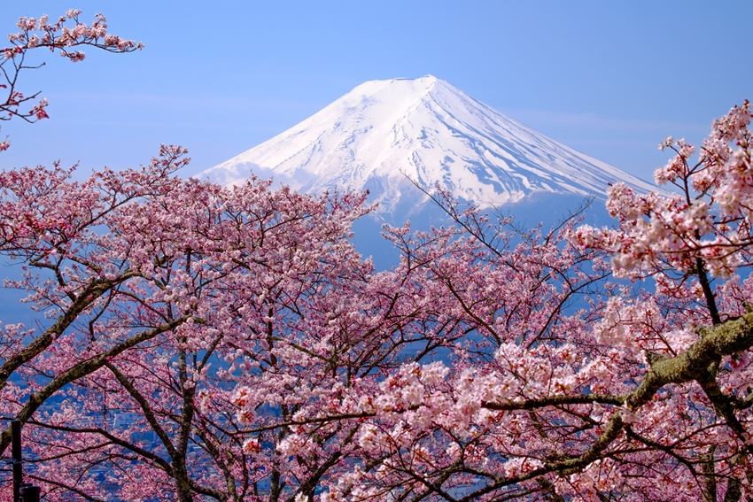 5 địa điểm ngắm hoa anh đào tại Niigata, Nagano và Yamanashi!
