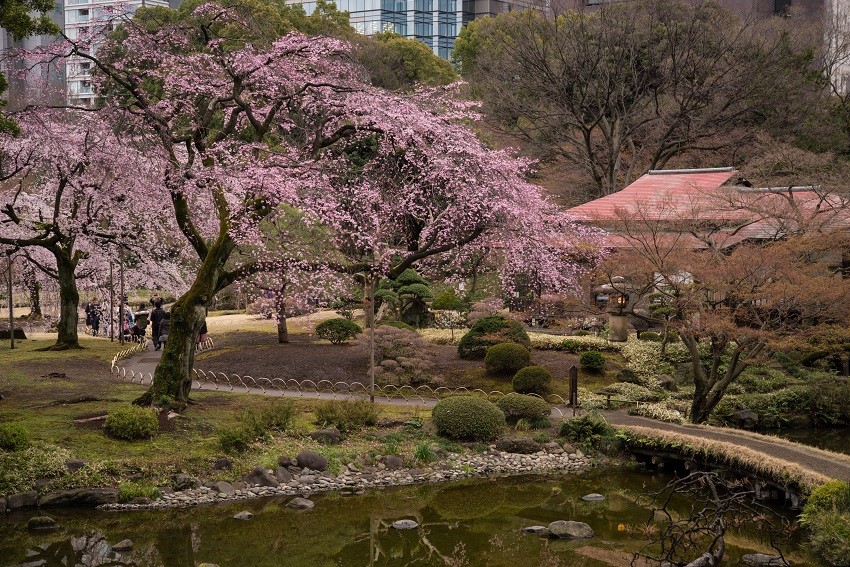Koishikawa Korakuen được lấp đầy hoa anh đào trong mùa xuân