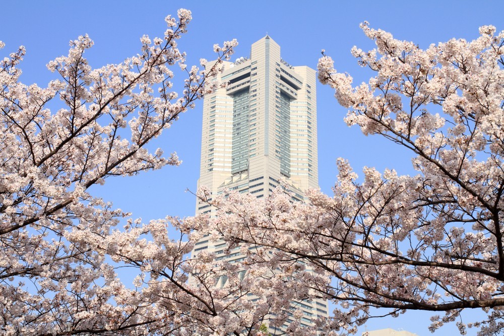 於橫濱各觀光景點欣賞櫻花