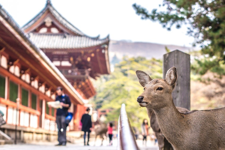 Tempat yang direkomendasikan ⑤ Taman Nara, penuh dengan daya tarik seperti Kuil Todai-ji dan Kasuga Taisha!