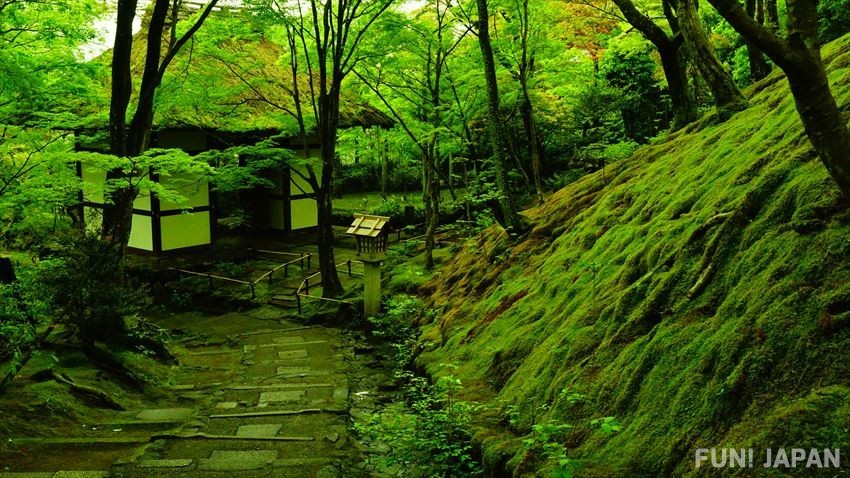 美麗的青苔庭園ーー京都苔寺（西芳寺）